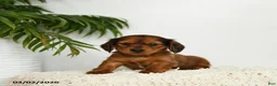 Miniature Dachshund dogs for sale: Jemmie - Ad 5