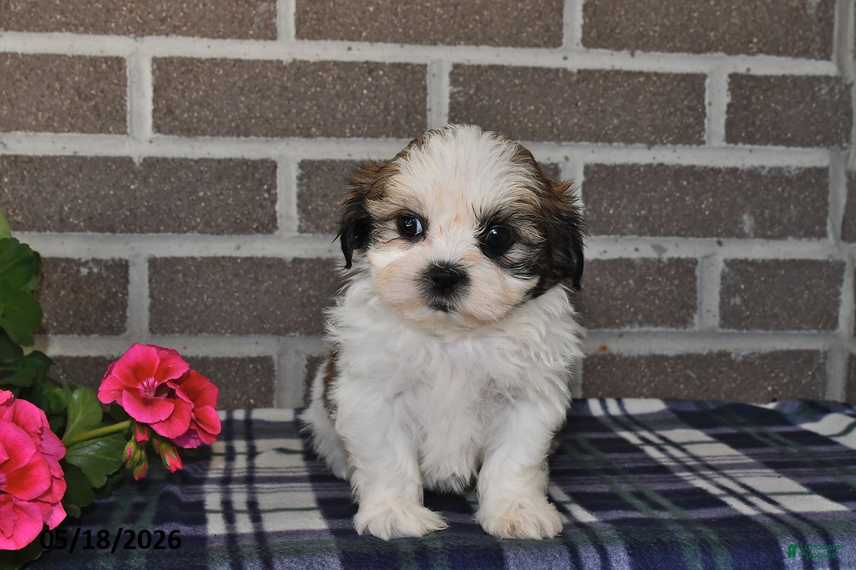 Shih Tzu dogs Kevin - Ad 1