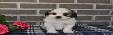 Kevin