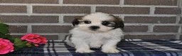 Shih Tzu dogs for sale: Kevin - Ad 1