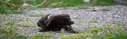 German Shorthaired Pointer dogs for sale: Buck - Ad 4
