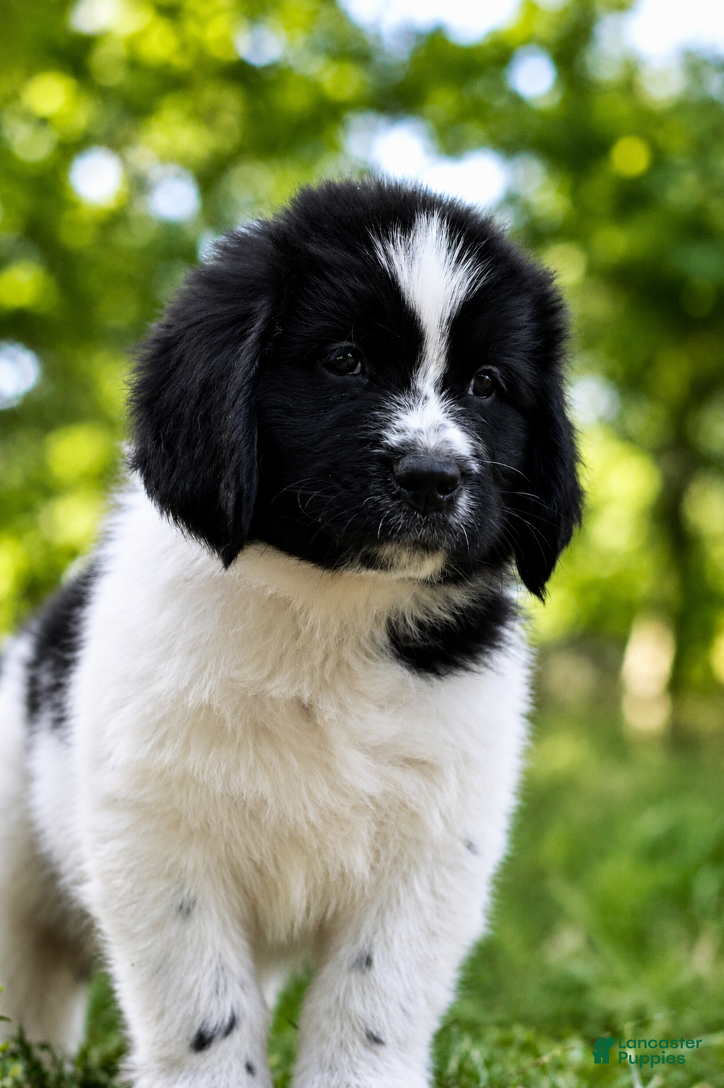 Newfoundland dogs Boo - Ad 1
