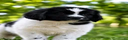 Newfoundland dogs for sale: Boo - Ad 3