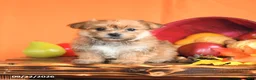 Morkie dogs for sale: Chili - Ad 5