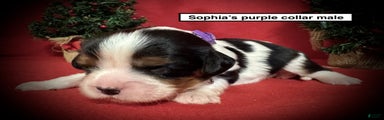 Cavalier King Charles Spaniel Puppy 3