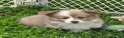 Welsh Corgi Pembroke dogs for sale: Dazzling Danny - Ad 14