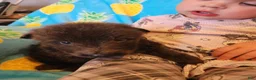 German Shepherd dogs for sale: Neith - Ad 3