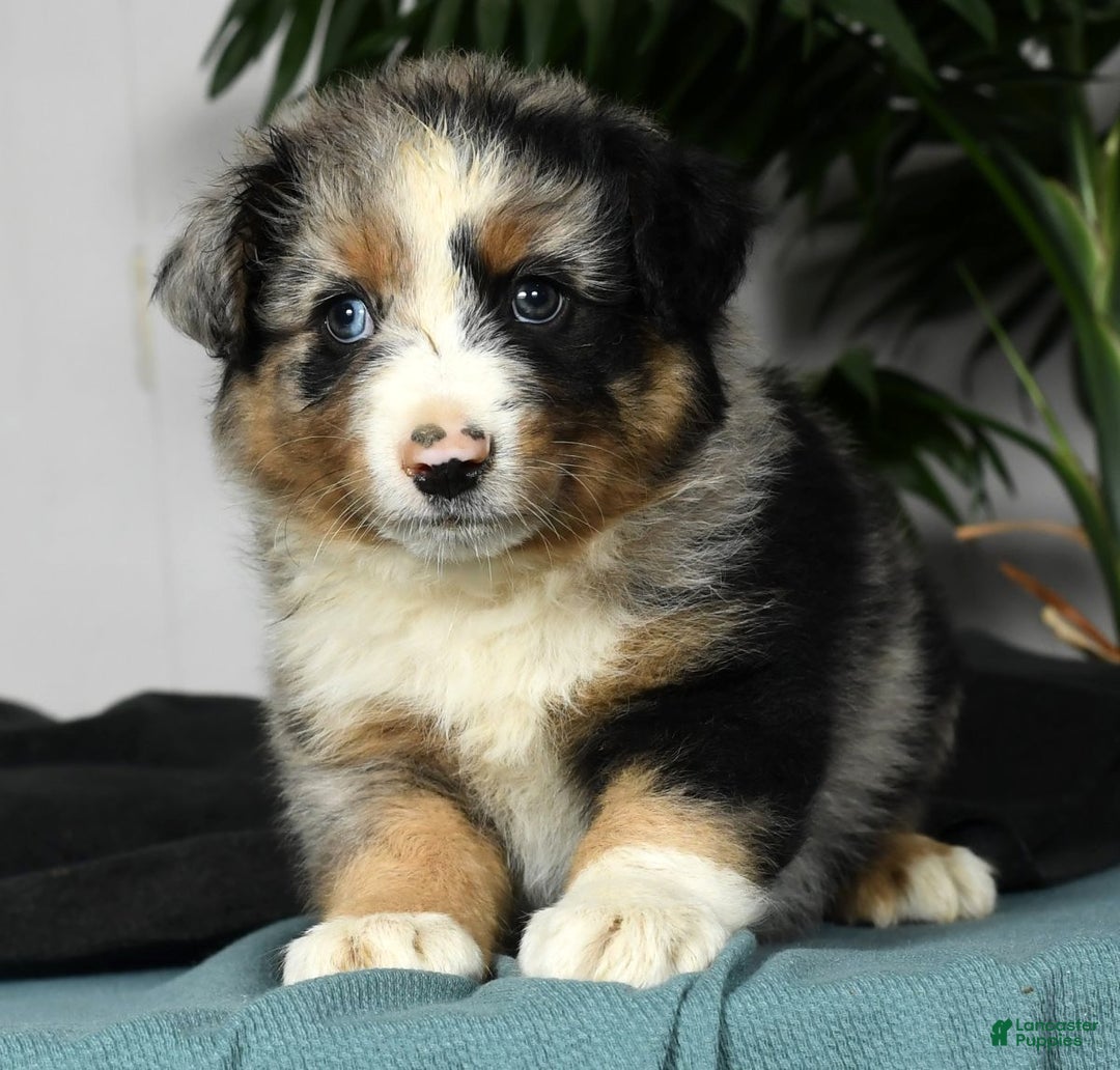 Australian Shepherd dogs for sale: Buster - Ad 2