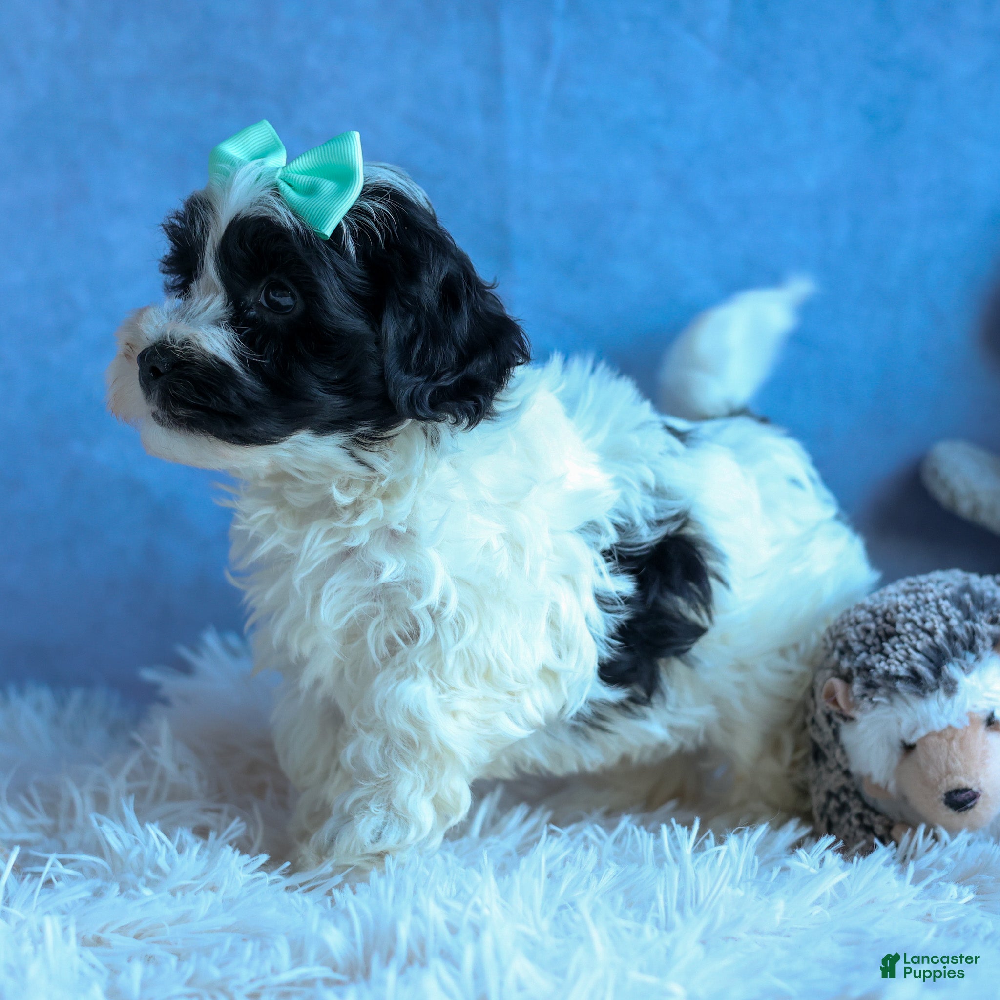 Havapoo dogs LOONEY - Ad 12