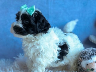 Havapoo dogs - Ad 10