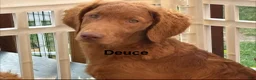 Goldendoodle dogs for sale: Deuce - Ad 13