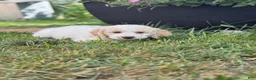 Mini Goldendoodle dogs for sale: Hercules - Ad 3