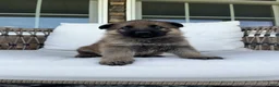 German Shepherd dogs for sale: Buck - Ad 4