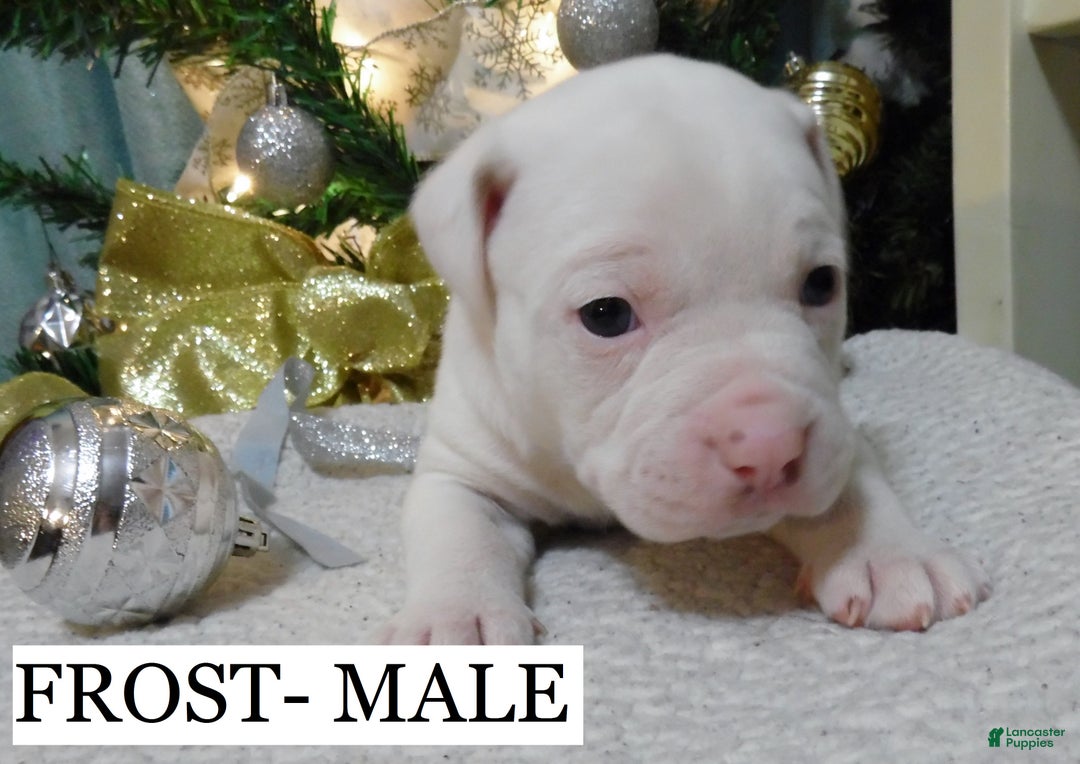American Pit Bull Terrier dogs for sale: FROST - Ad 2