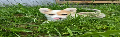 Welsh Corgi Pembroke Puppy 6