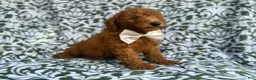 Mini Goldendoodle dogs for sale: Leon - Ad 9