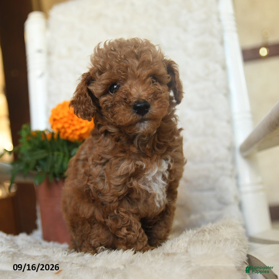 Miniature Poodle dogs Nathan - Ad 1