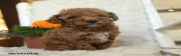 Miniature Poodle dogs for sale: Nathan - Ad 1