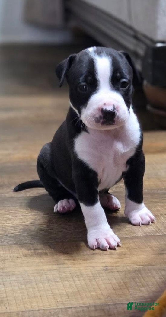 American Pit Bull Terrier dogs American Pit Bull Terrier Puppy 8 - Ad 6