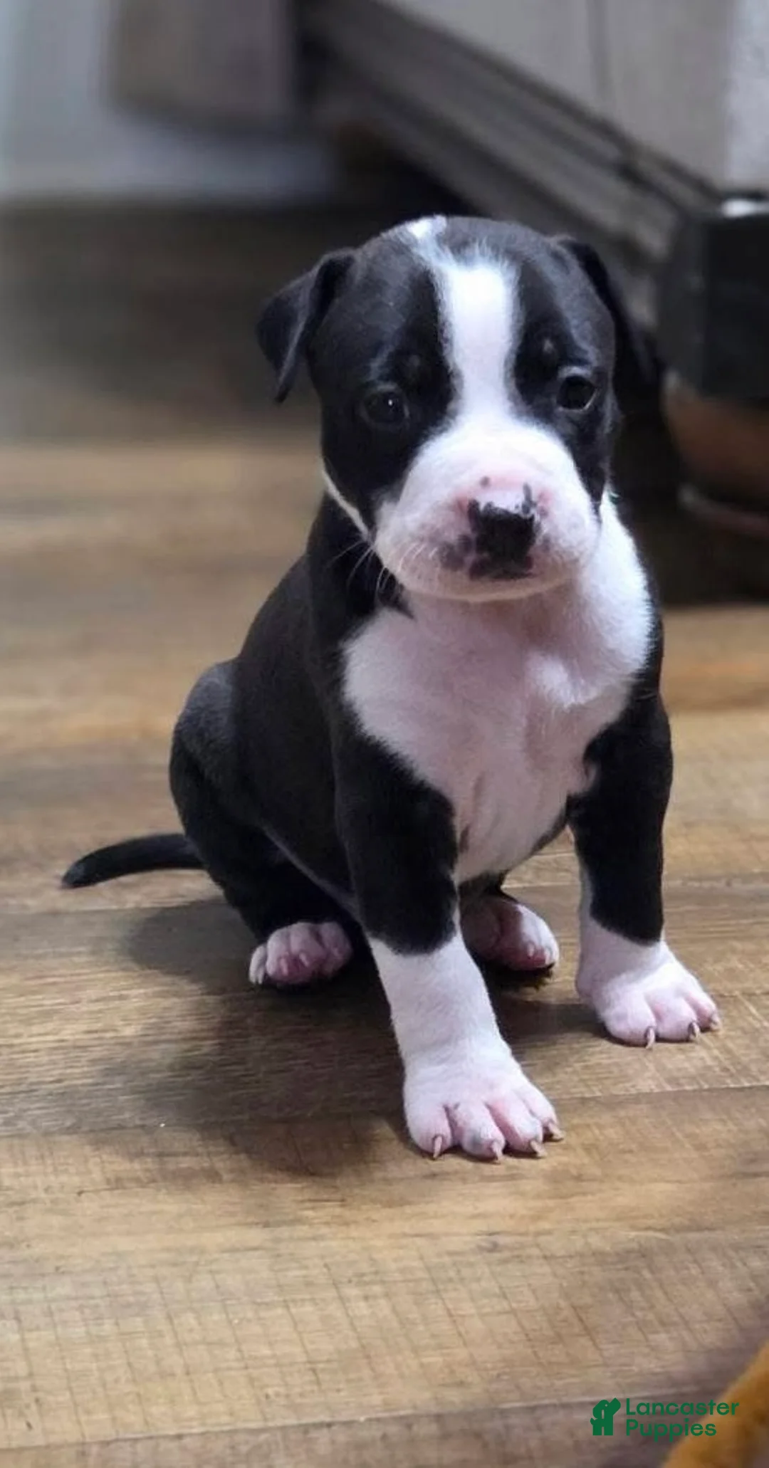 American Pit Bull Terrier dogs for sale: American Pit Bull Terrier Puppy 8 - Ad 1