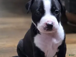 American Pit Bull Terrier dogs American Pit Bull Terrier Puppy 8 - Ad 8