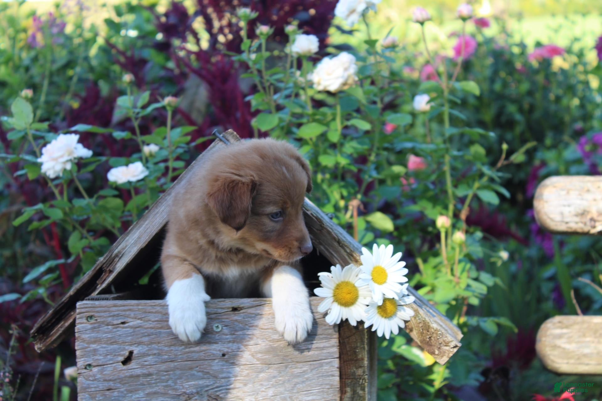 Mixed Breed dogs Maddison - Ad 2