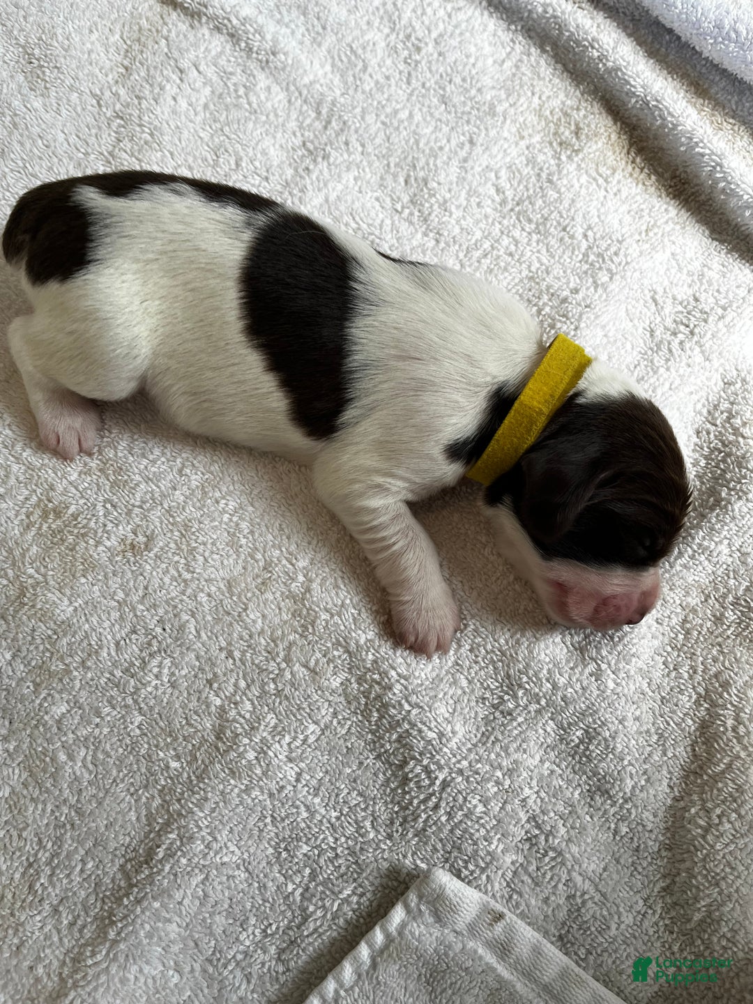 English Springer Spaniel dogs for sale: English Springer Spaniel Puppy 7 - Ad 8