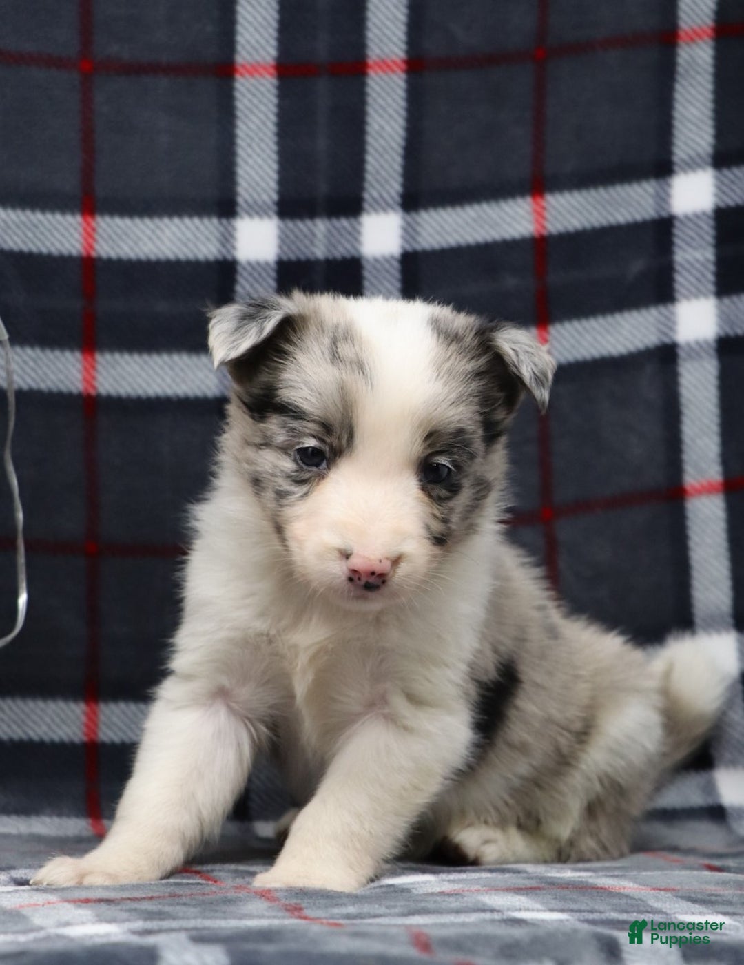 Border Collie dogs for sale:  Ozzy - Ad 5
