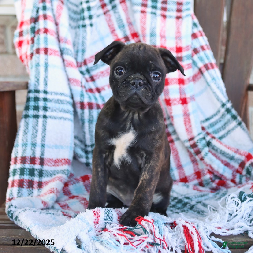 Mixed Breed dogs for sale: Jenny - Ad 3