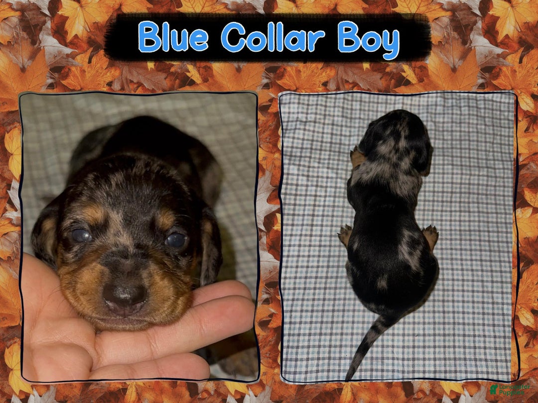 Miniature Dachshund dogs for sale: Blue Collar - Ad 3