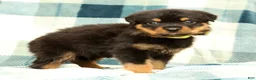 Rottweiler dogs for sale: Rascal - Ad 6
