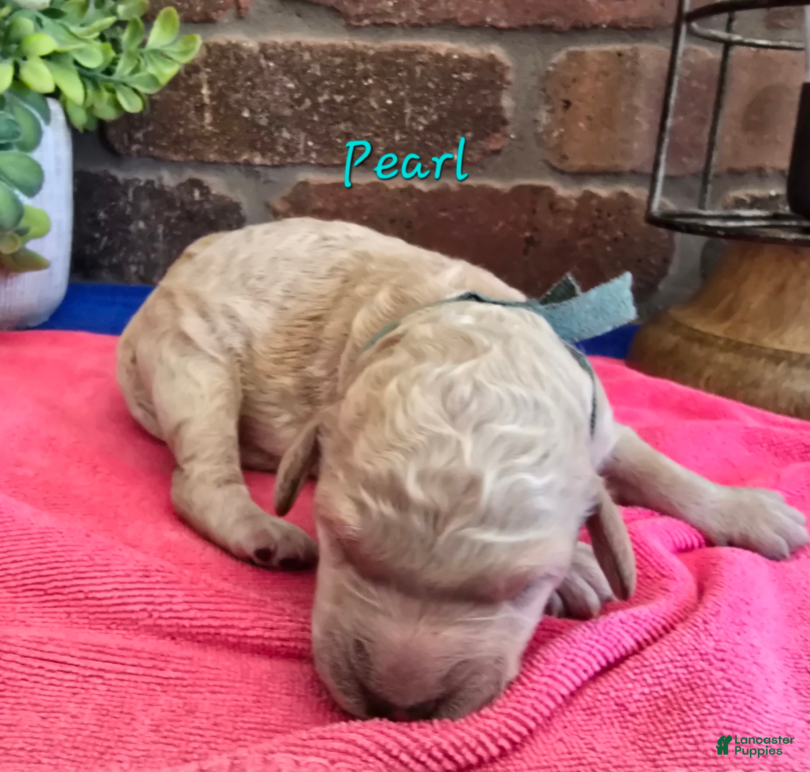 Goldendoodle dogs Mini Goldendoodle 5 - Ad 29