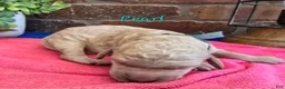 Goldendoodle dogs for sale: Mini Goldendoodle 5 - Ad 1