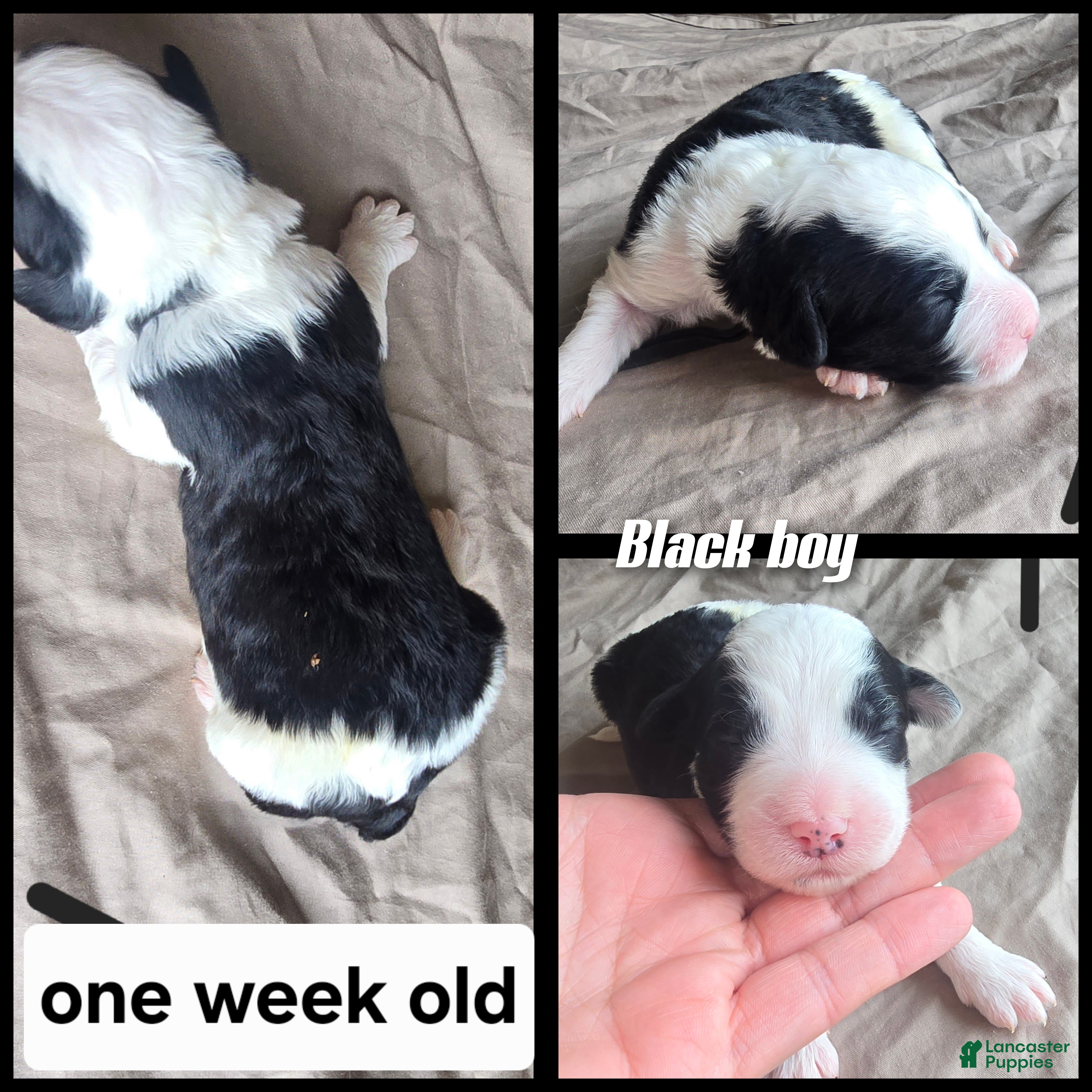 Sheepadoodle dogs Aster- black collar - Ad 27