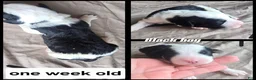 Sheepadoodle dogs for sale: Aster- black collar - Ad 5
