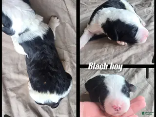 Sheepadoodle dogs Aster- black collar - Ad 27