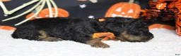 Toy Poodle dogs for sale: Ray  - Ad 8