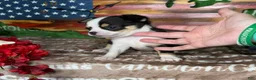Chihuahua dogs for sale: Jethro Black Tricolor Short Coat - Ad 8