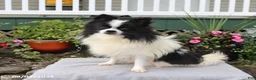 Pomeranian dogs for sale: Twinkie - Ad 6