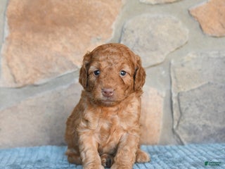 Mini Goldendoodle dogs - Ad 34