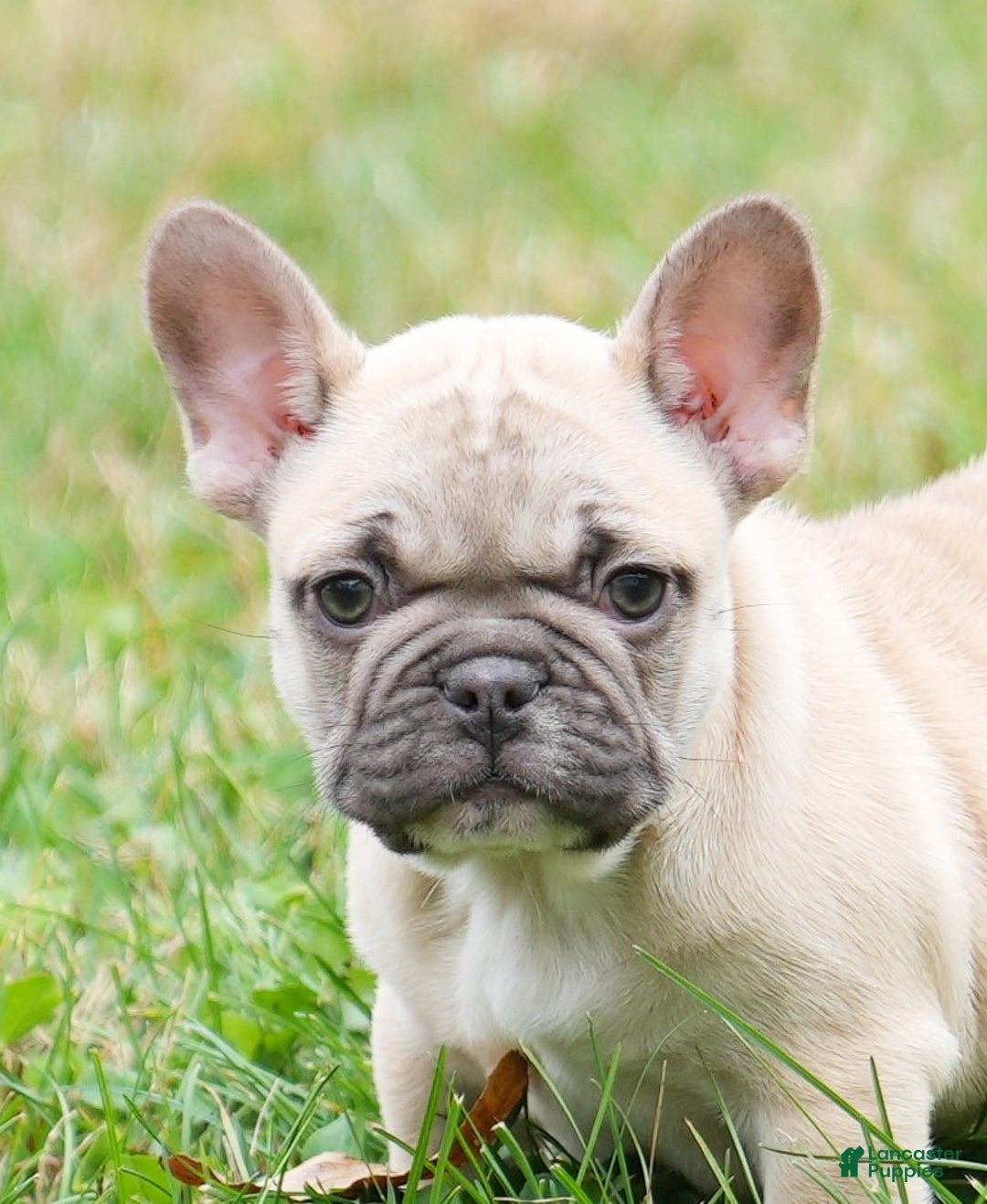 French Bulldog dogs for sale: Candice - Ad 8