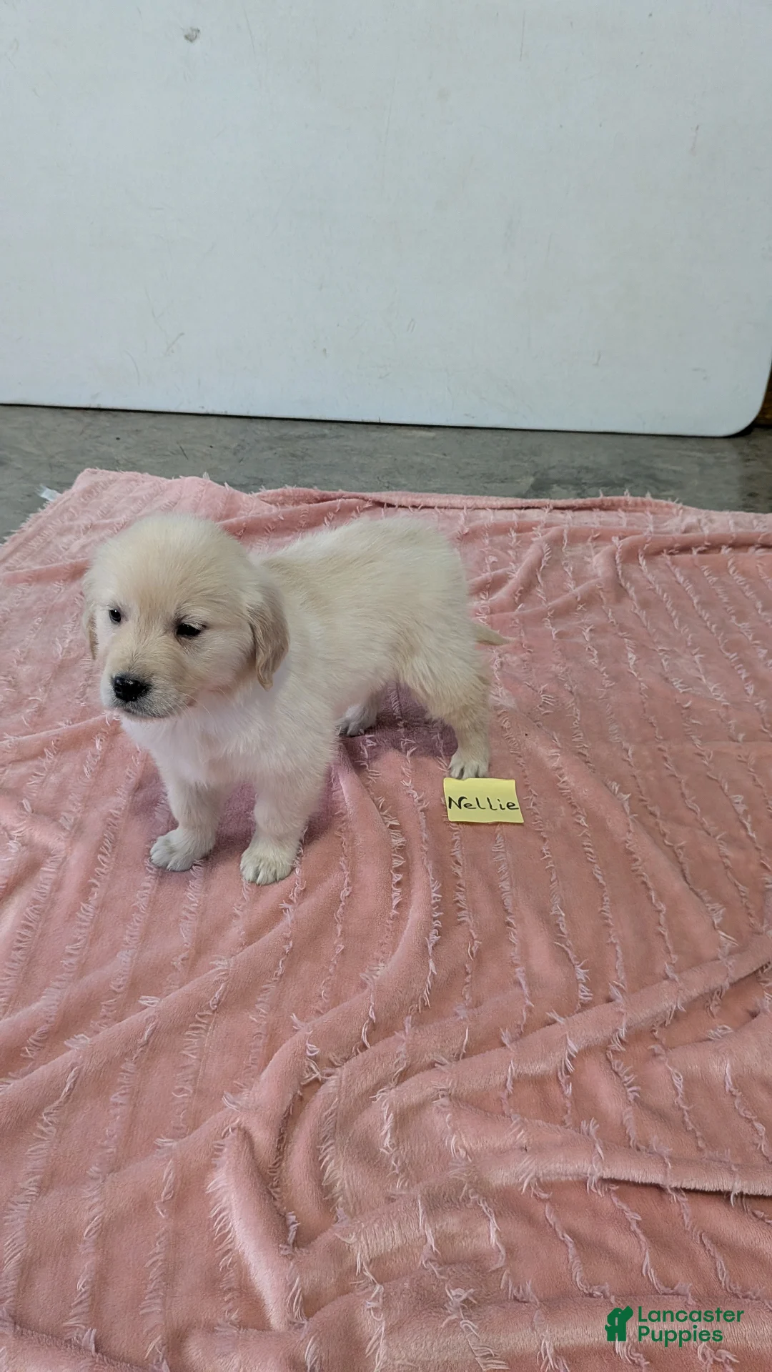 Golden Retriever dogs for sale: Nellie - Ad 1