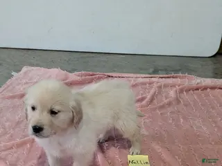 Golden Retriever dogs Nellie - Ad 2