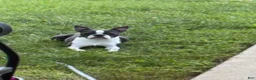 Boston Terrier dogs for sale: Boston Terrier 3 - Ad 12