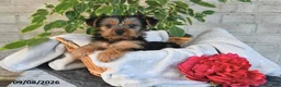 Yorkshire Terrier dogs for sale: Nacho - Ad 5