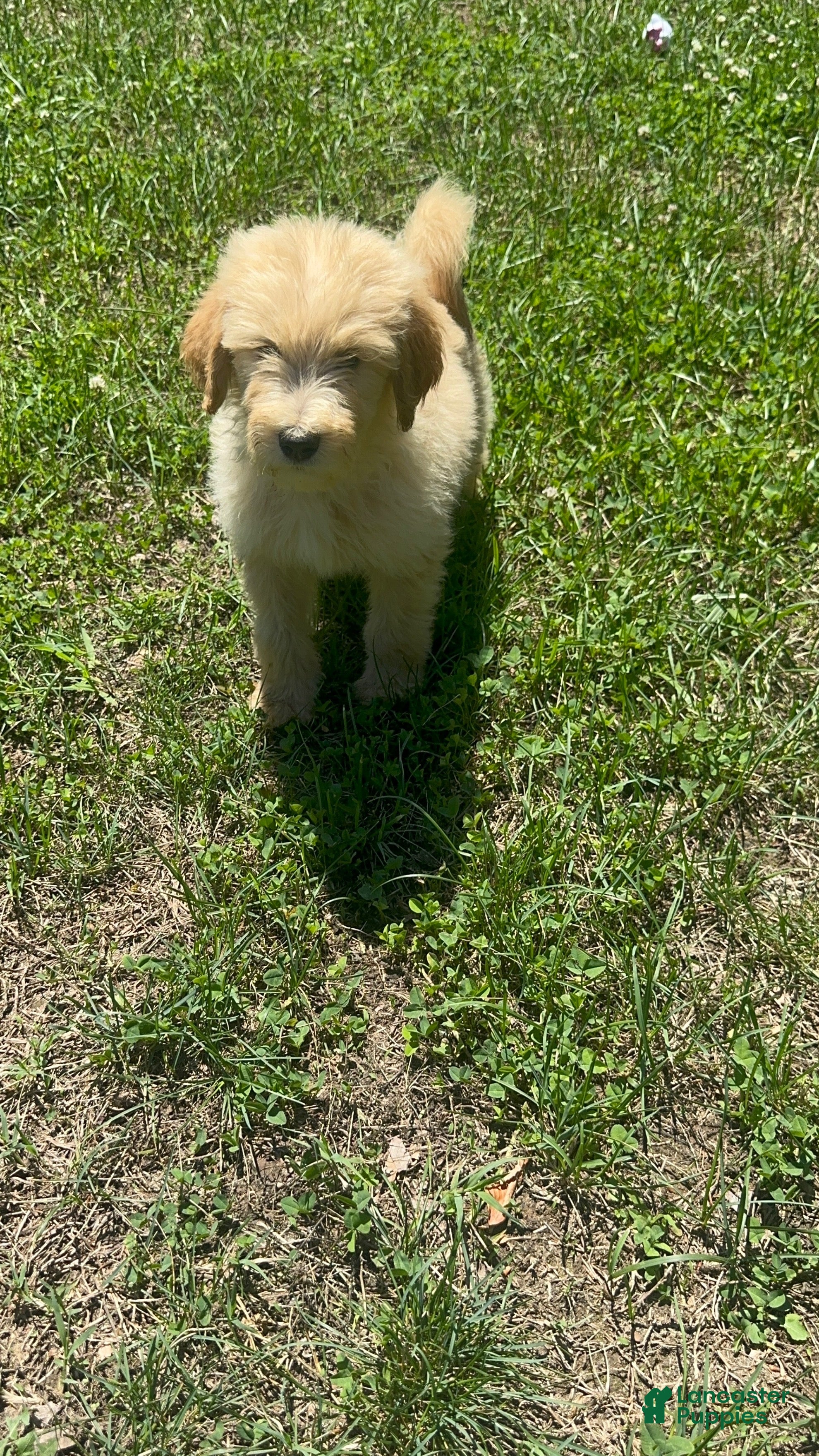 Goldendoodle dogs Banana - Ad 19