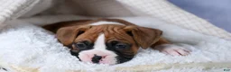 Boxer dogs for sale: Sawyer - Ad 19