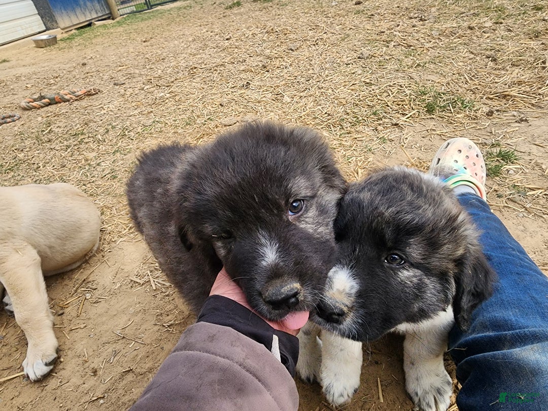 Anatolian Shepherd dogs for sale: Zena 2025 M1 - Ad 4