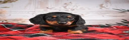 Miniature Dachshund dogs for sale: AKC-Eddie - Ad 5