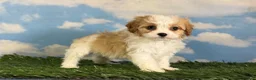 Cavapoo dogs for sale: Chili  - Ad 8